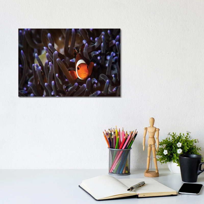 A Clownfish In An Anemone, North Sulawesi, Indonesia by Brook Peterson - Wrapped Canvas Print, 20.32 cm H x 30.48 cm W