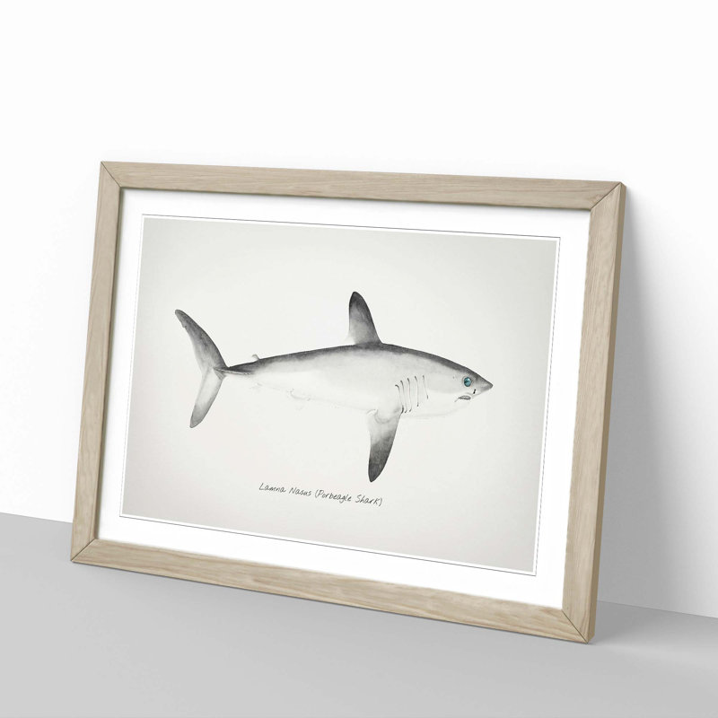 Illustration of a Porbeagle Shark by F.E. Clarke - Picture Frame Painting Print, 36cm H x 48cm W x 2cm D, Oak Framed