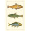Reproduction d'art sur toile Beachcrest Home ™ Pretre Gallery, Freshwater Fish IV