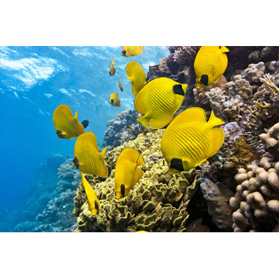 Caslin " Butterfly Fish " by Crisod