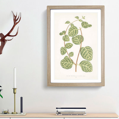Leaves of a Plant by Benjamin Fawcett - Picture Frame Painting Print on MDF
