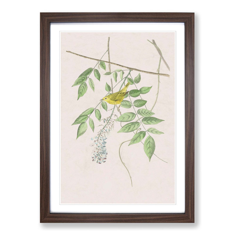Blue Eyed Yellow Warbler by John Audubon - Picture Frame Painting Print, 65cm H x 48cm W x 2cm D, Walnut Framed