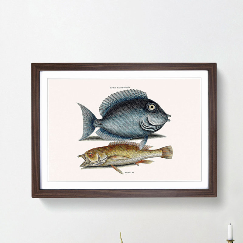 Tang Fish & Yellow Fish by Mark Catesby - Picture Frame Graphic Art Print, 36cm H x 48cm W x 2cm D, Walnut Framed