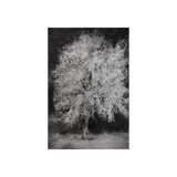 Tree In The Snow Print by Harold Davis