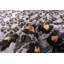 Tapis ivoire Cheetah-580043938