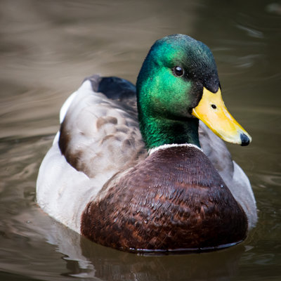 Mallard II - photographie sur toile tendue