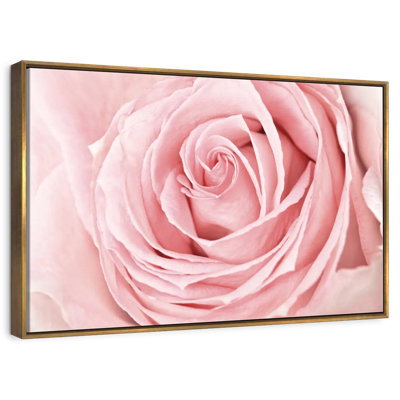 Rose rose fraîche