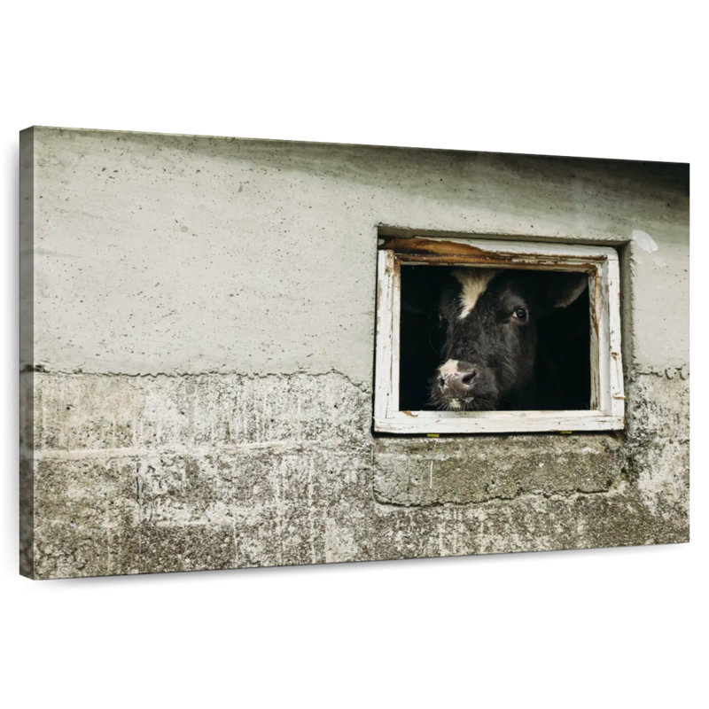 Vache Brampt, H 26 po x l 39 po
