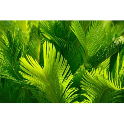 Palm Leaf Background by Jasmina007 - Print