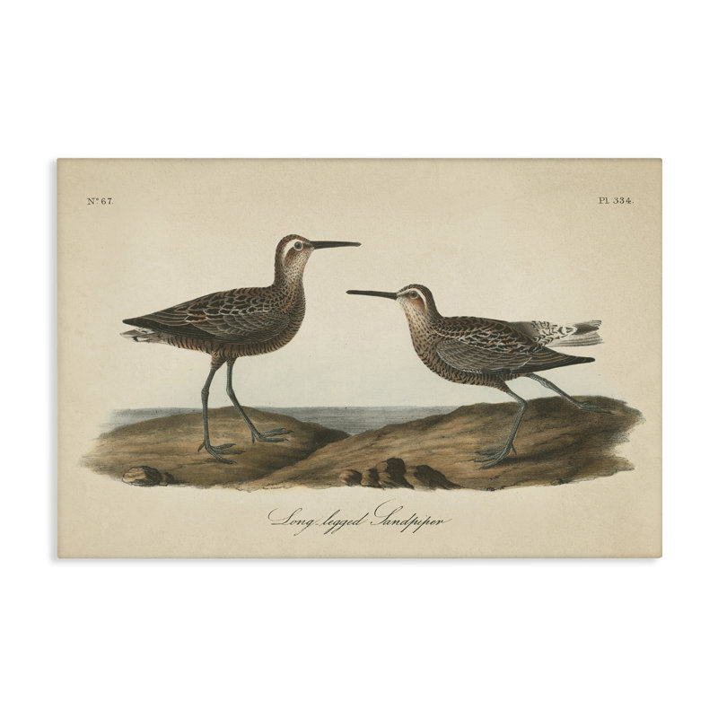 «Long Legged Sandpiper», art mural sur toile par Wild Apple Portfolio, H 20 po x l 30 po