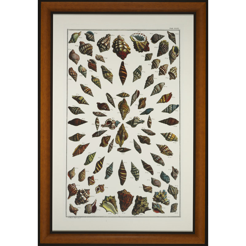 Flute Shell Montage Print