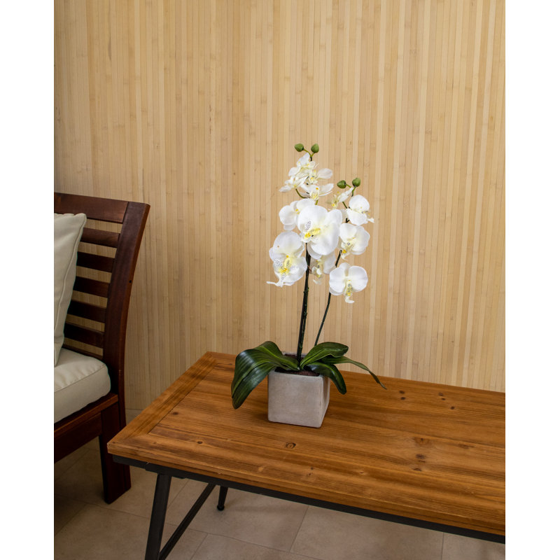 Orchid Arrangement in Pot