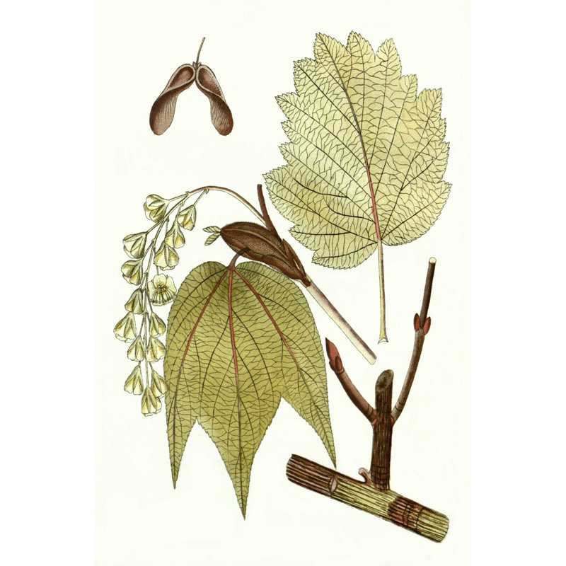 Feuilles d'érable II, H 18 po x l 12 po
