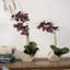 Orchidées florales et centre de table en pot-613861886