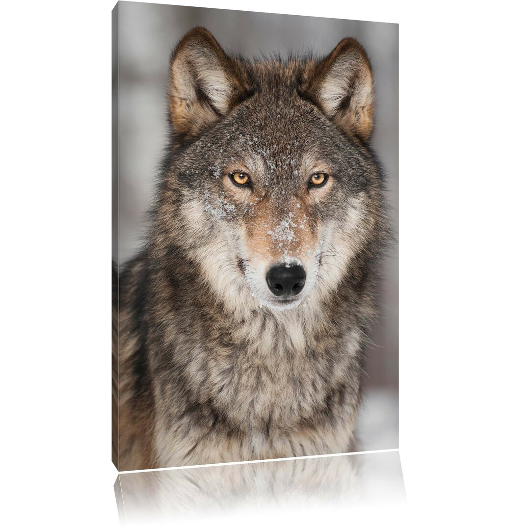 Wachsamer Wolf Fotodruck auf Leinwand