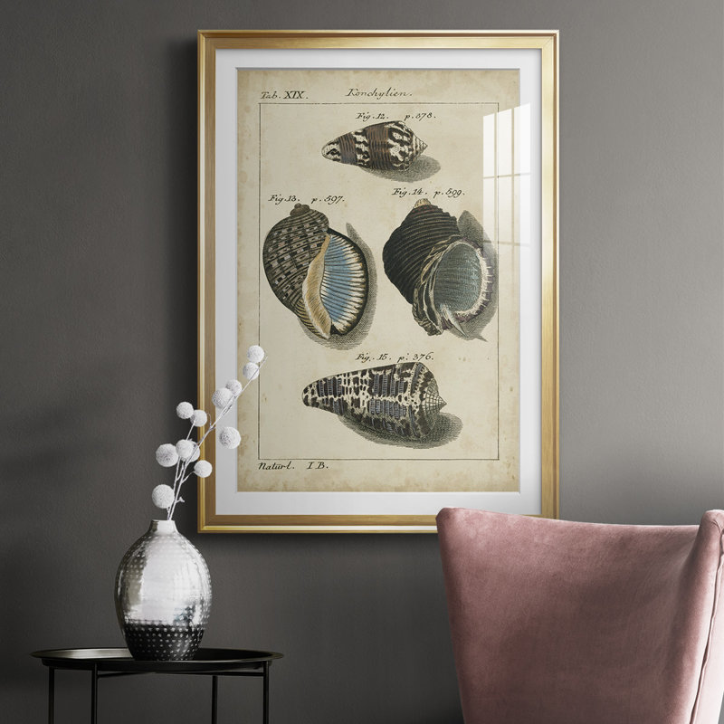 Vintage Shell Study III - Antique Nautical Study, Matted and Framed Under Acrylic Glass, Coastal Wall Art for Living Room