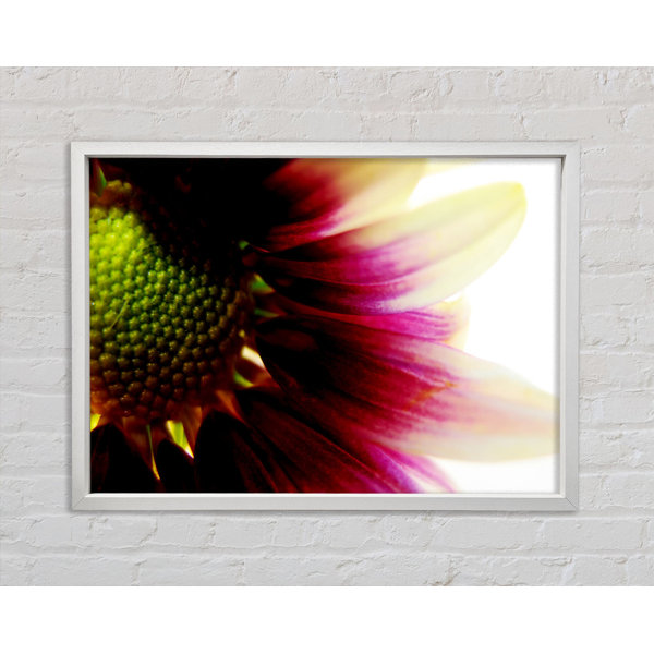 Bright Star Petal Detail - Single Picture Frame Print on Canvas ...