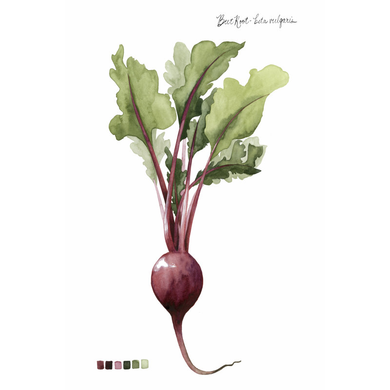 Root Vegetable II by Grace Popp - Wrapped Canvas Art Prints, 46cm H x 30cm W