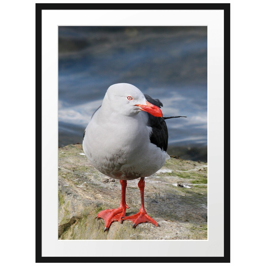 Kleine Möwe auf einem Felsen" Gerahmtes Fotoposter