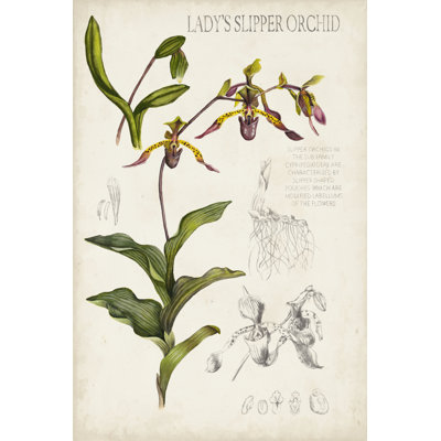 Orchid Field Notes III by Naomi McCavitt - Graphic Art