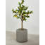 Jardinières en pot-825989499-825989501