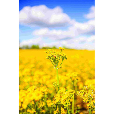 2884314_Field Of Yellow III