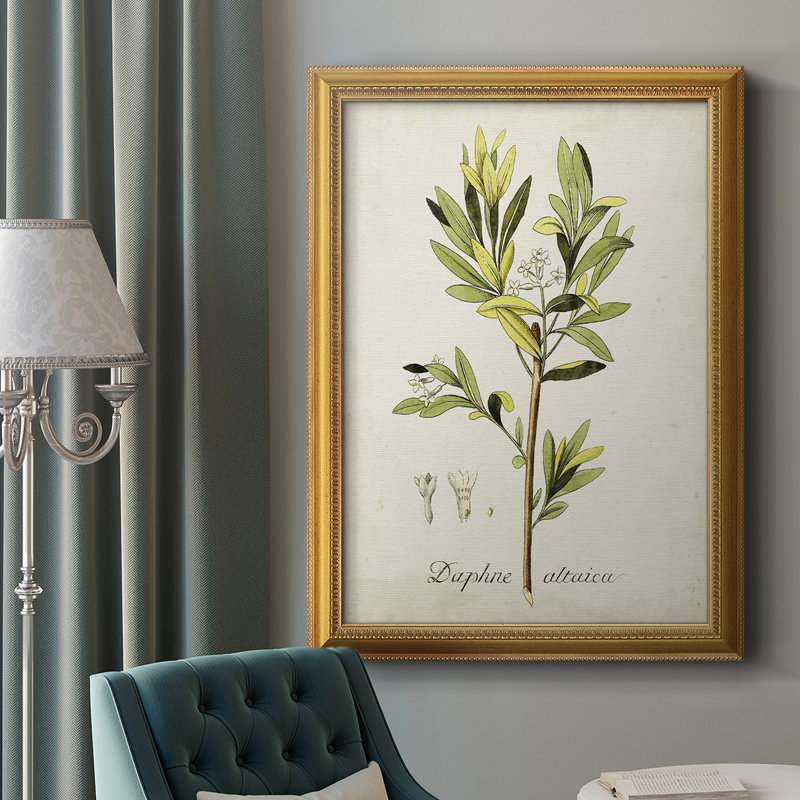 Toile encadrée de qualité supérieure antique botanique IV - prête à être accrochée, H 36 po x l 24 po x P 2,5 po