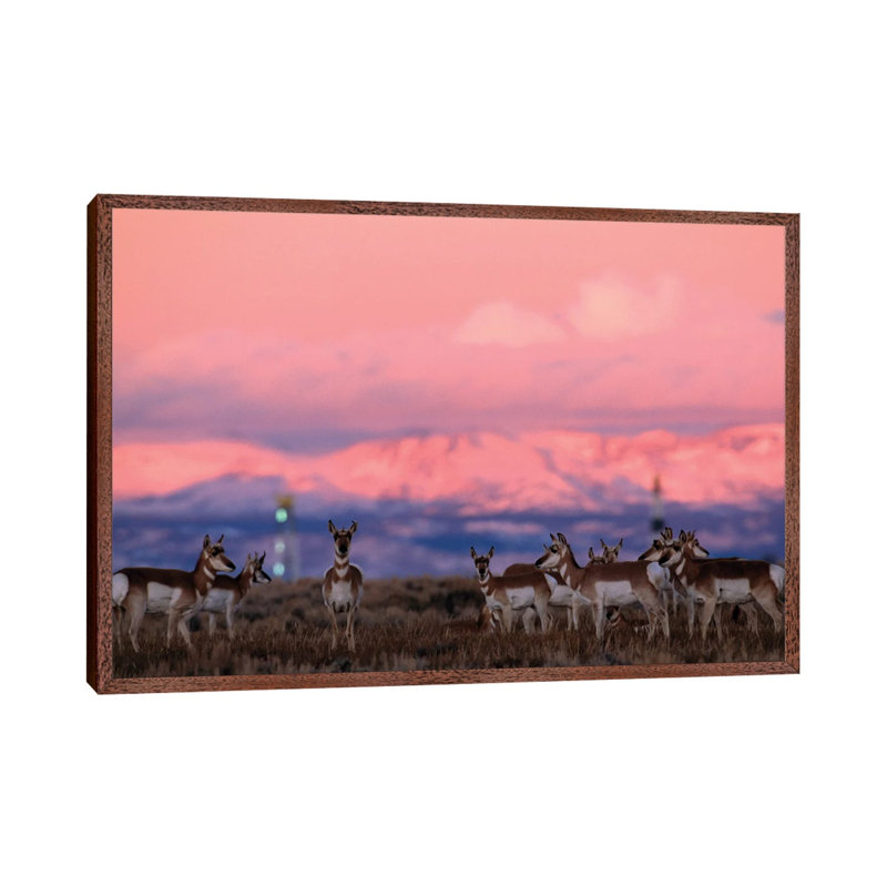 A Herd Of Pronghorns Graze Near Gas Drilling Rigs Sunset Near Pinedale, Wyoming by Joel Sartore - Gallery-Wrapped Canvas Giclée on Canvas