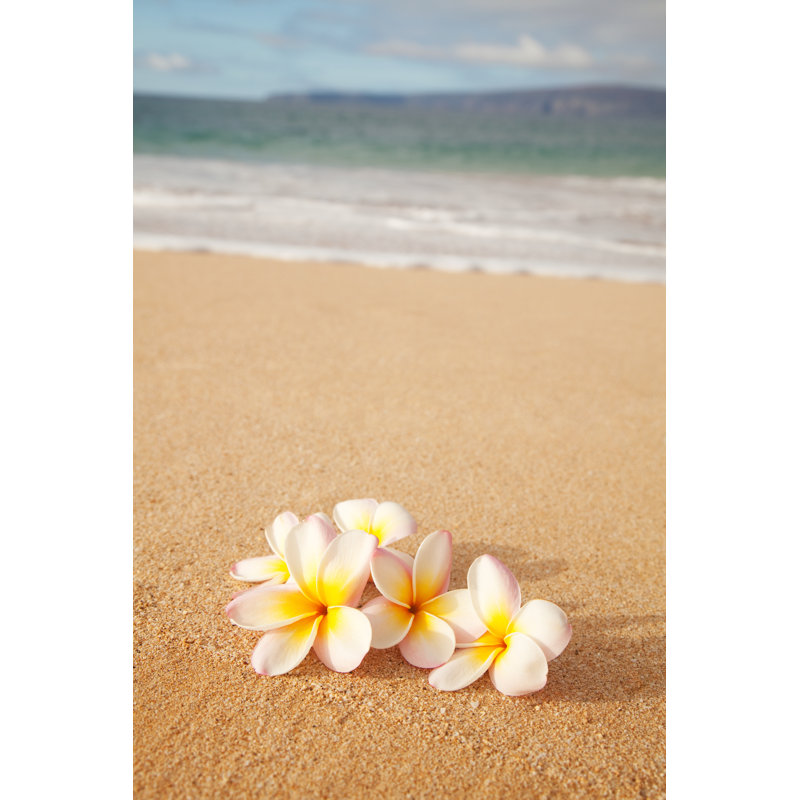 Fleurs de plumeria sur le sable de la plage par Danielbendjy, H 30 po x l 20 po