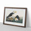 Atlantic Puffins by John Audubon - Single Picture Frame Painting-55456786-55456787
