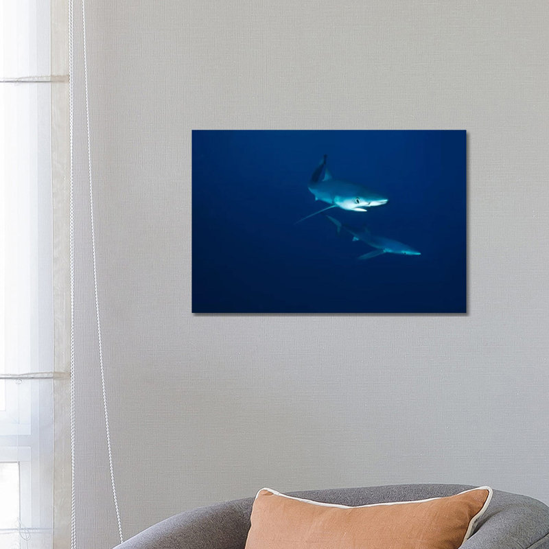 Blue Shark Pair Underwater, California by Flip Nicklin - Wrapped Canvas Gallery-Wrapped Canvas Giclée