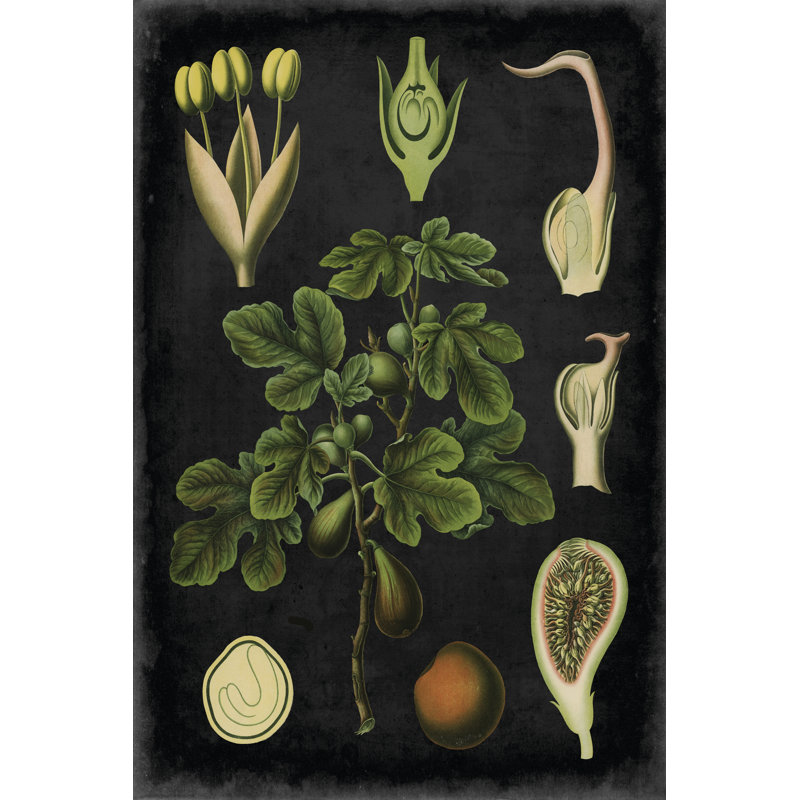 Study In Botany IV - Wrapped Canvas Painting, 46cm H x 30cm W x 3.8cm D