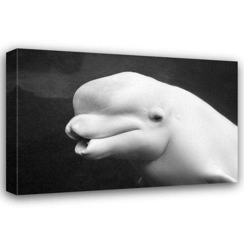 Art sur toile tendue, Breakwater Bay Highsmith, Carol, béluga 64618, H 28 po x l 40 po