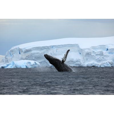 Humpback Whale In Antarctica - Wrapped Canvas Print
