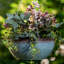 Planter-889664193