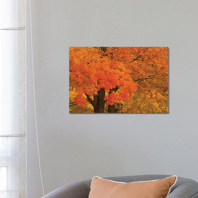 Autumn Maples by Brian Wolf - Wrapped Canvas Print