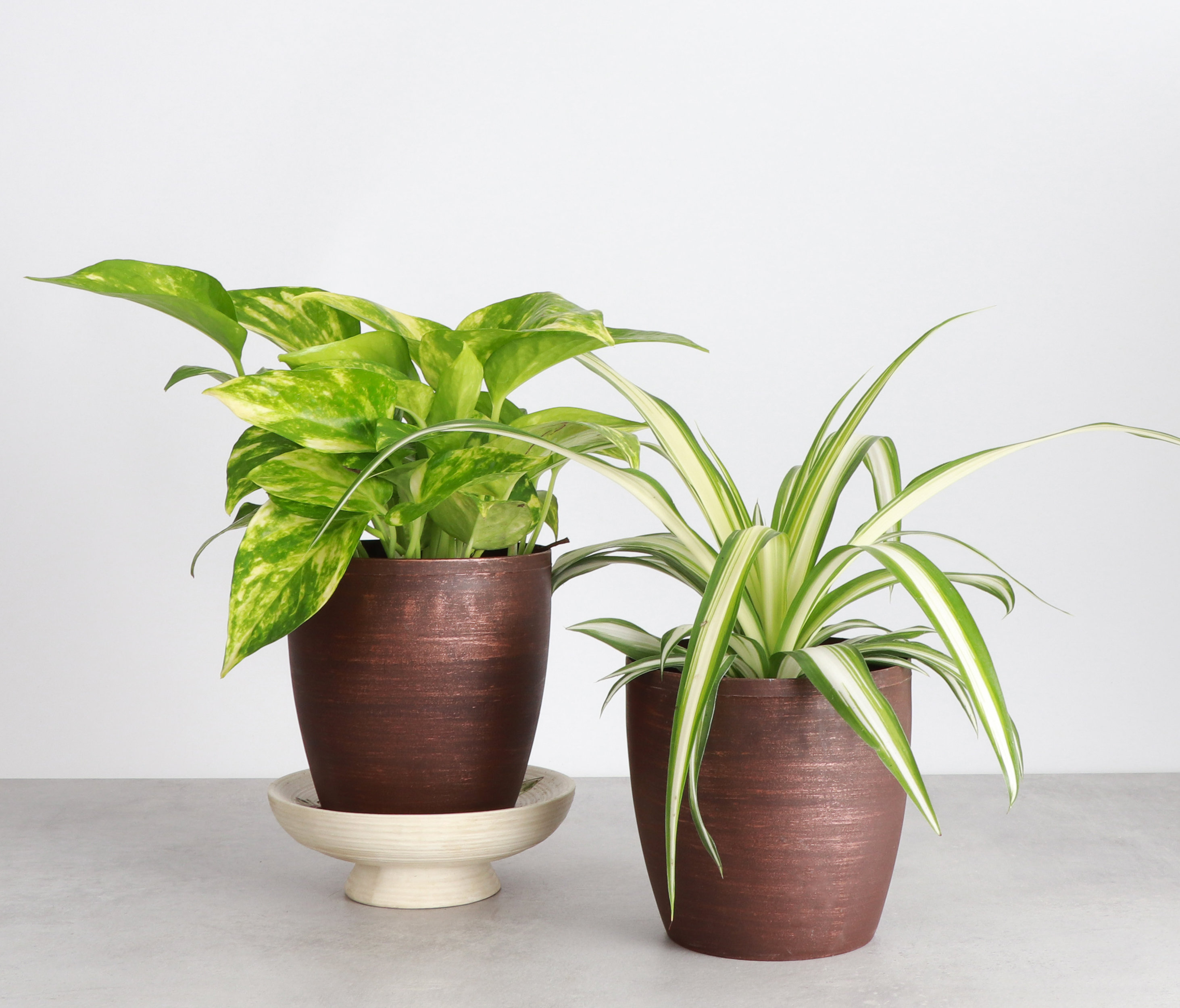 Thorsen's Greenhouse Live Air Purifying Houseplant Set in Classic Pots ...