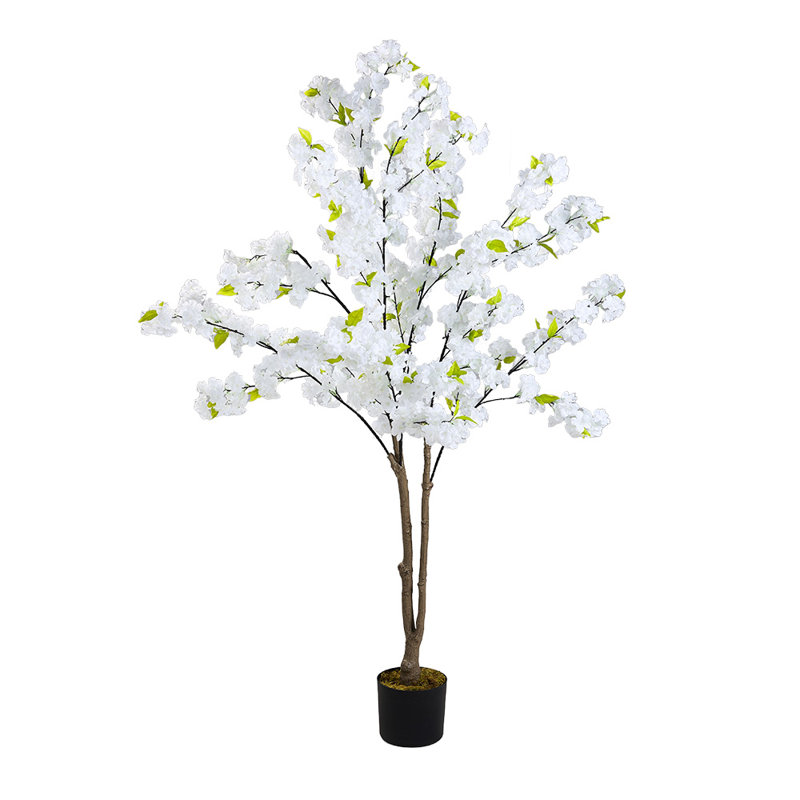 165cm Plant