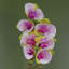 Plant-107235795