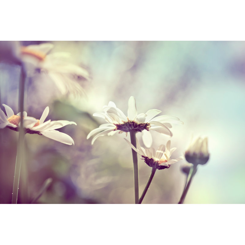 Camomile Meadow - Wrapped Canvas Print, 51cm H x 76cm W x 3.8cm D
