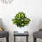 Dieffenbachia Artificial Plant in White Metal Planter
