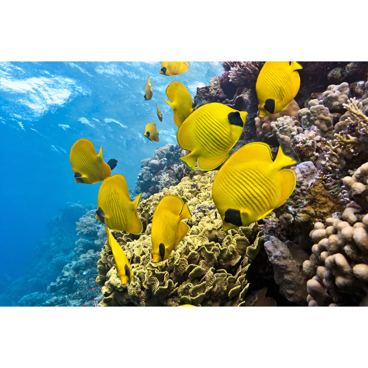 Corum Butterfly Fish by Crisod - Wrapped Canvas Photograph