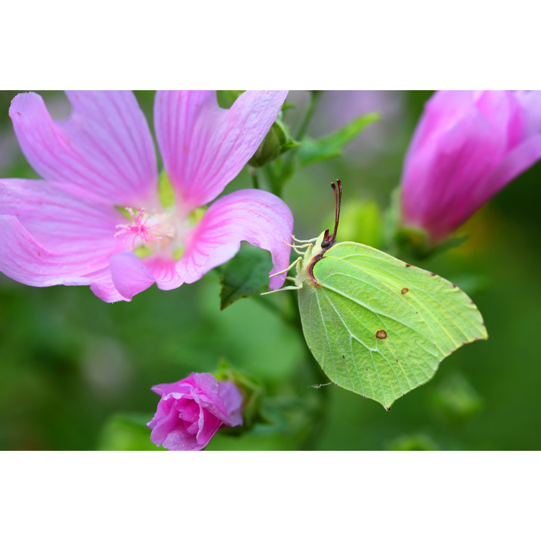 Schmetterling - Foto ohne Rahmen auf Leinwand