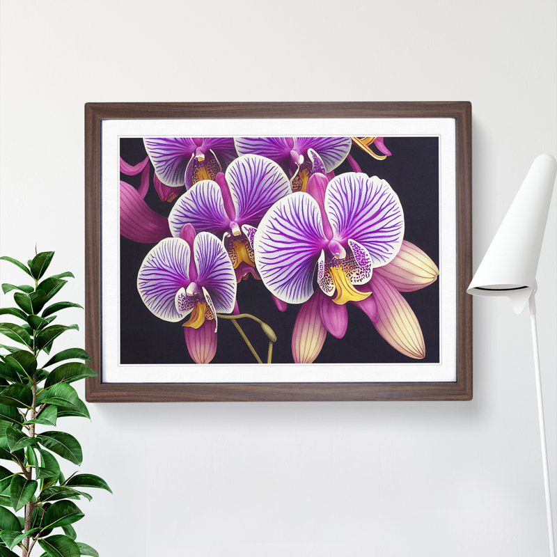 Adventurous Orchid Flowers - Single Picture Frame Print, Walnut Framed, 25cm H x 34cm W x 2cm D