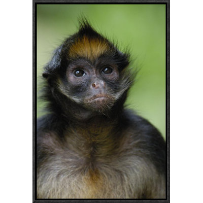 " White-Bellied Spider Monkey Portrait "