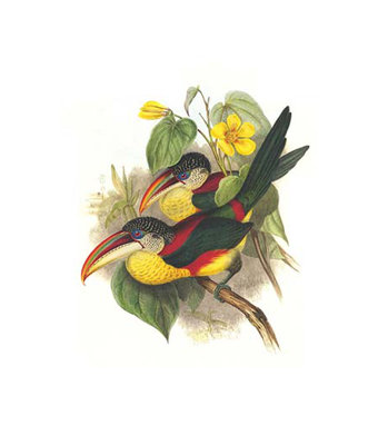 « red cou or double colliered aracari » par john gould, impression