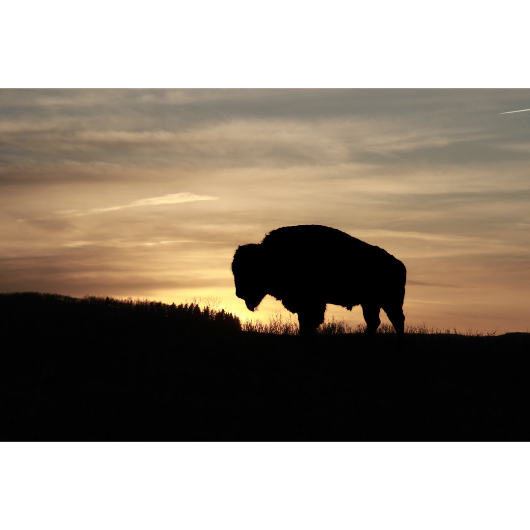 Bison in der Abenddämmerung von GEFHunter - Drucken