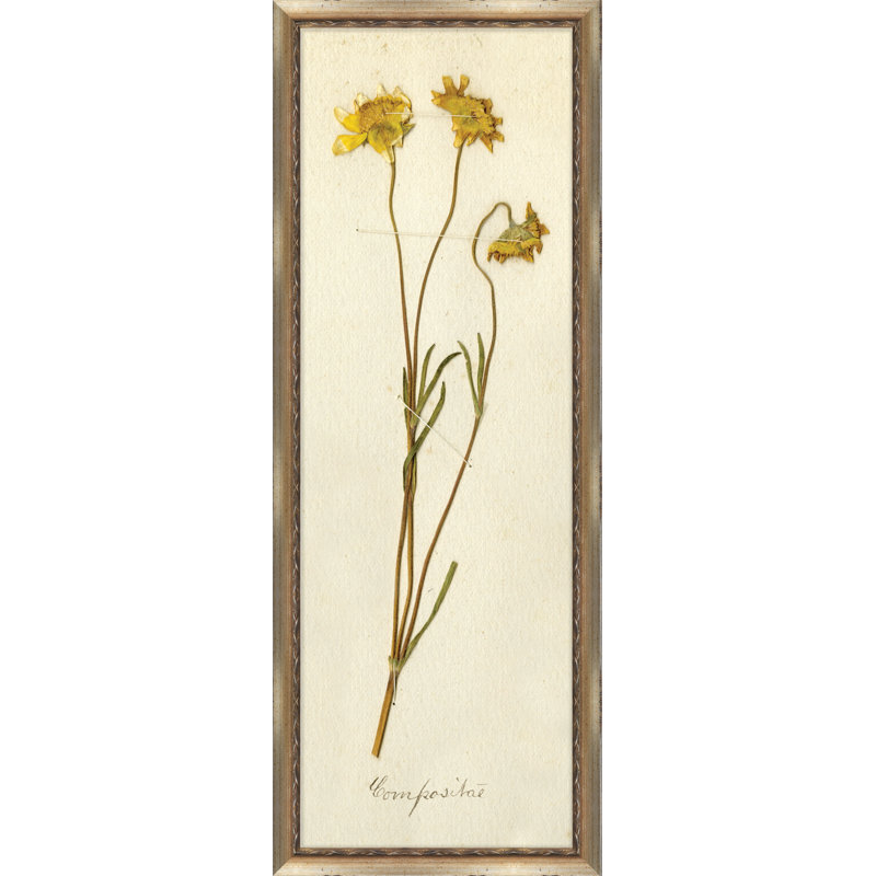 Napa Valley 1872 Herbarium V Print