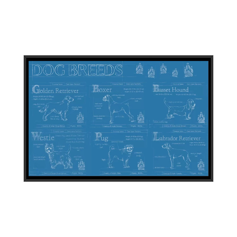 «Dog Breeds Infograph», reproduction d'impression sur toile tendue, H 32 po x l 48 po x P 1,5 po, Toile avec cadre noir