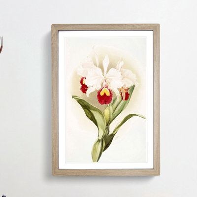 Magnolia Flowers Illustration Tab. 46 by Frederick Sander - Picture Frame Painting Print
